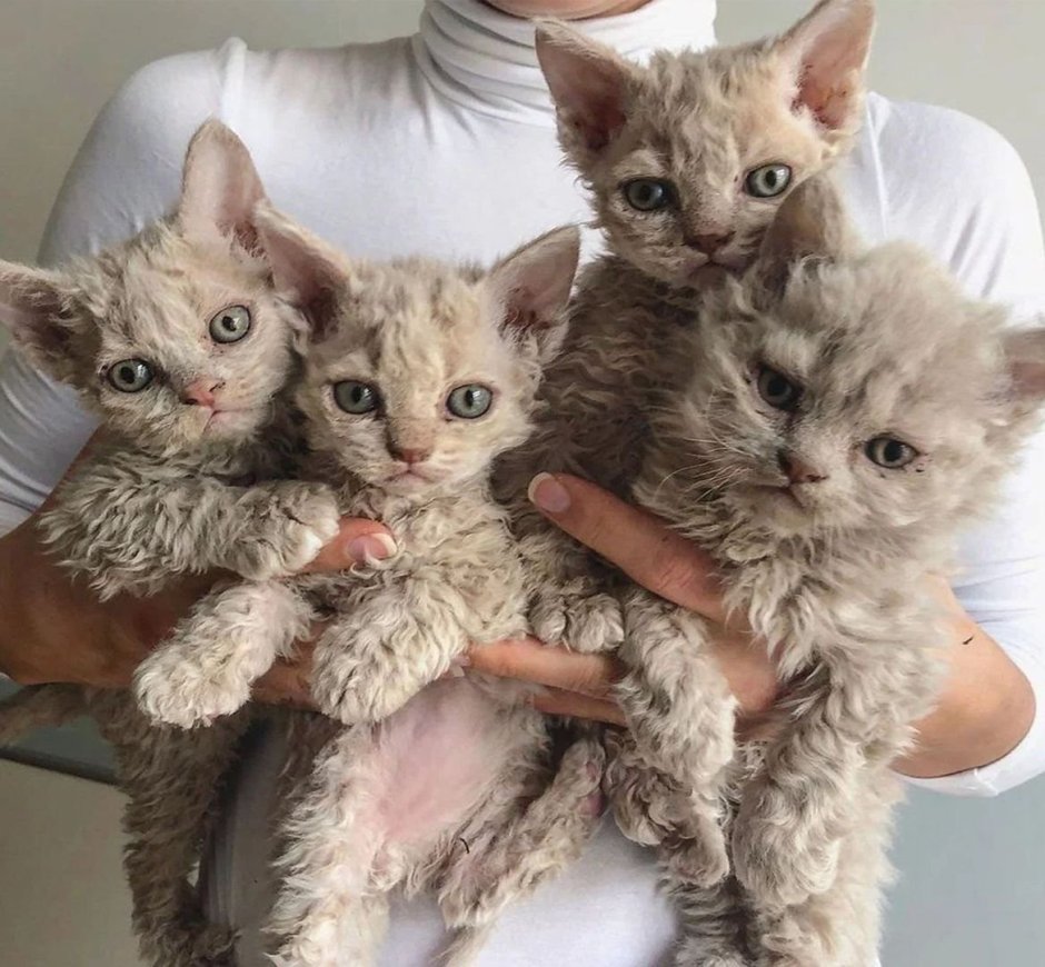Кот Селкирк рекс