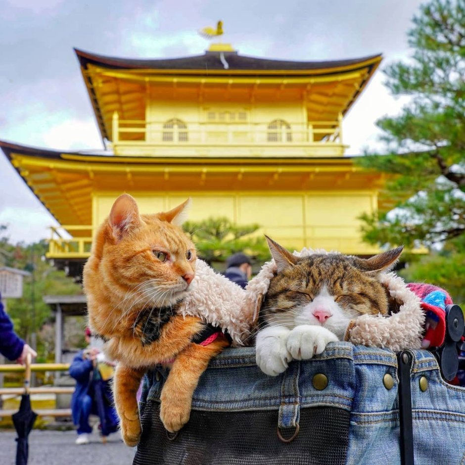 Коты в Японии