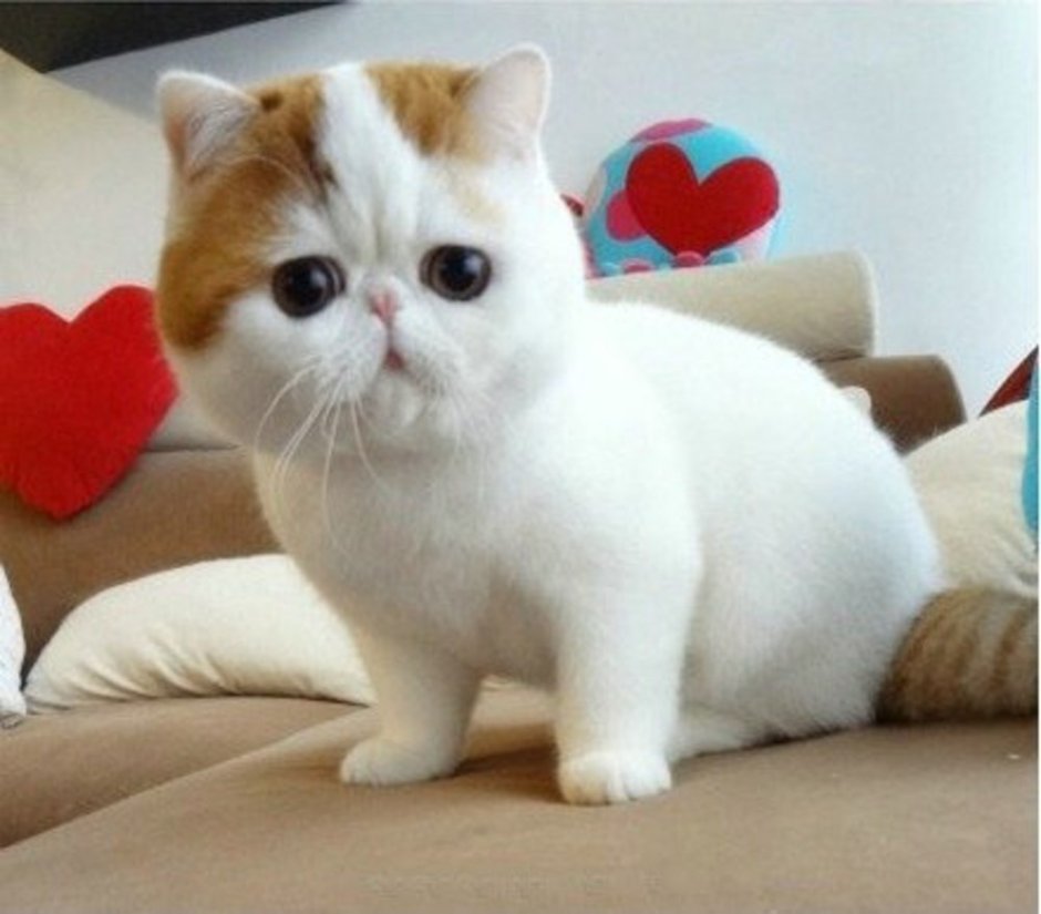 Экзотическая кошка Манчкин