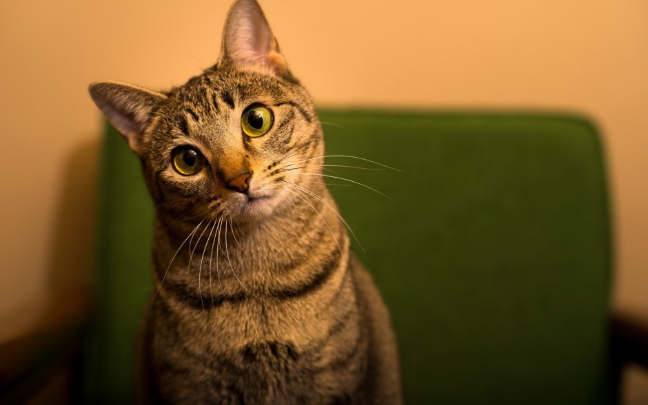 Кот тойгер