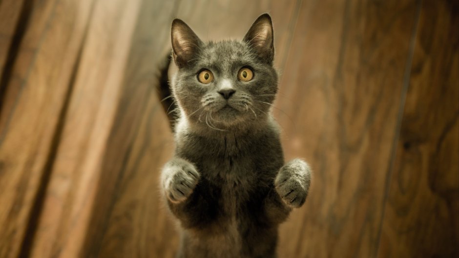 Напуганный котик