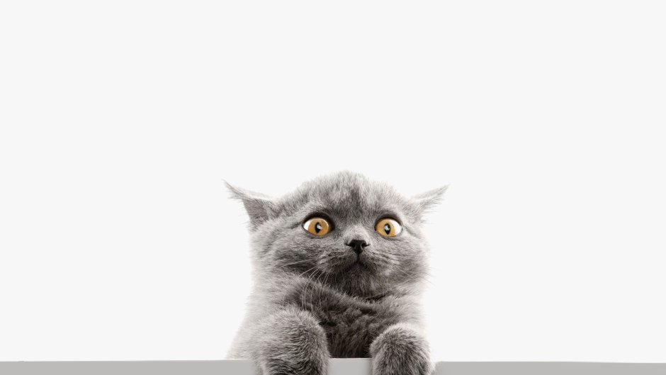 Удивленный кот на белом фоне