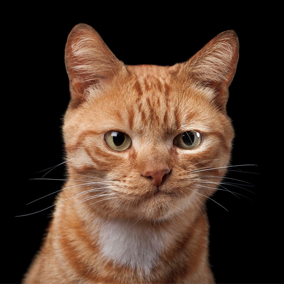 Коты рыжий эмоции