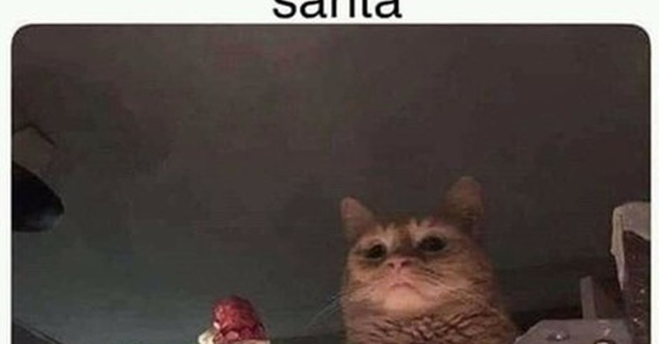 Морда кота