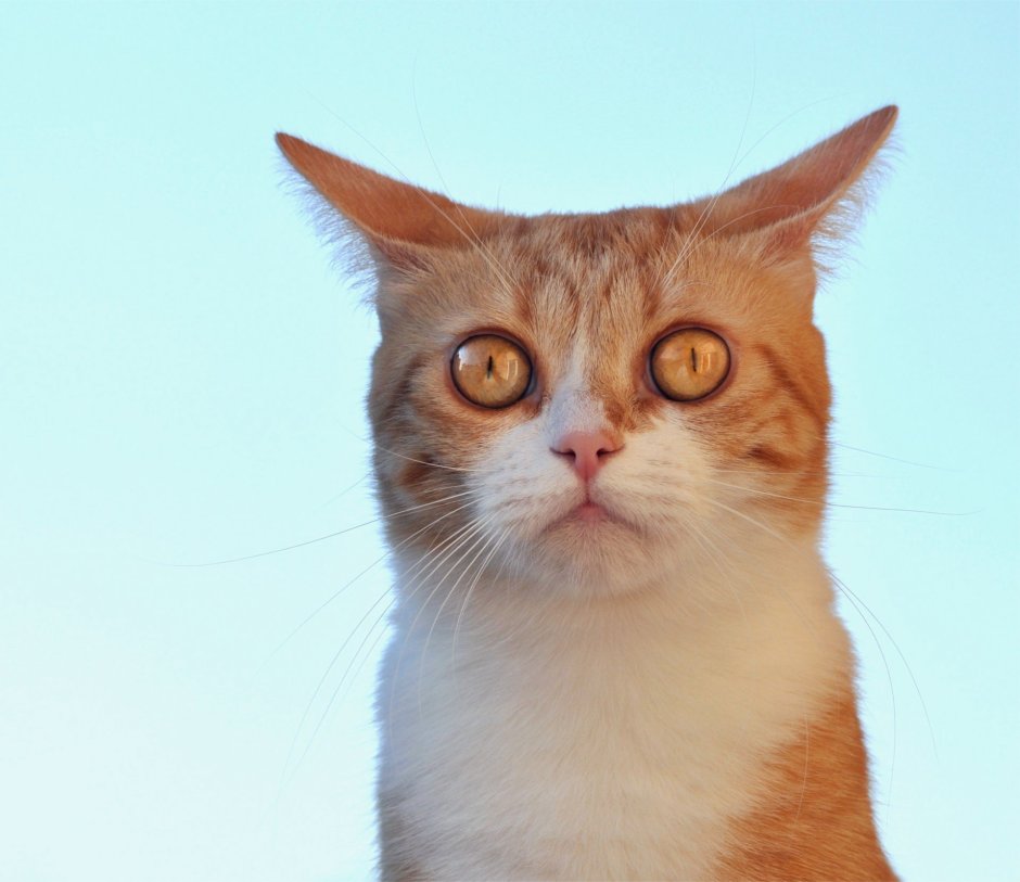 Yellow Cat Meowing