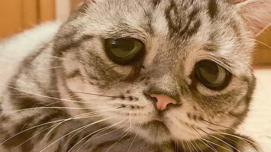 Фон с котиками