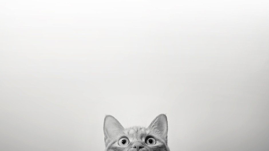 Длинный кот
