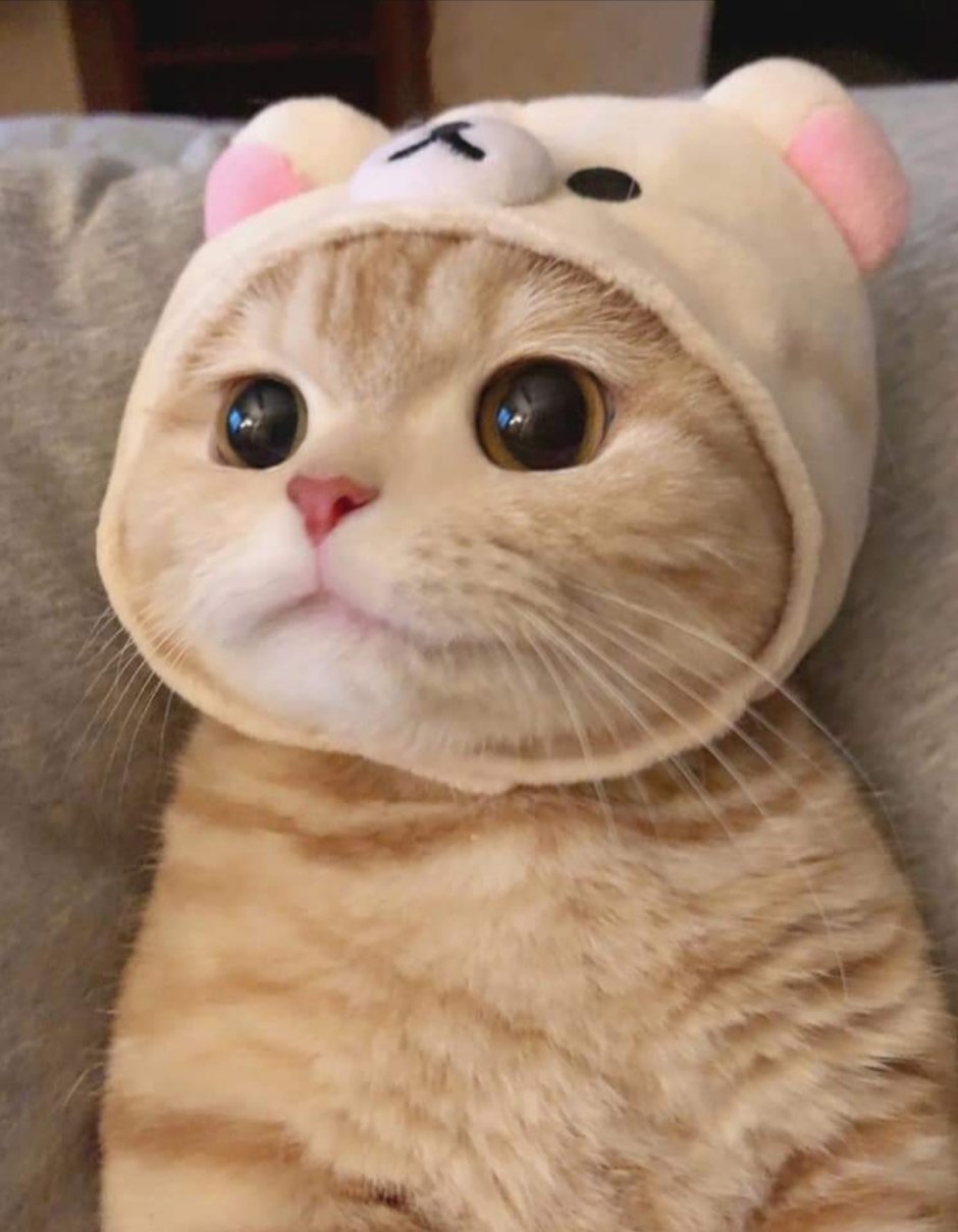 Мемы с кошками