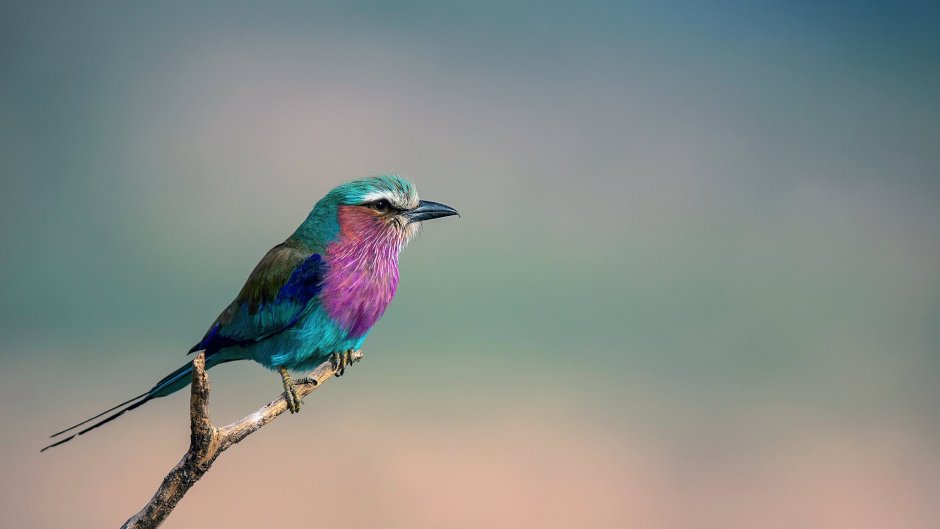 The rare Birds