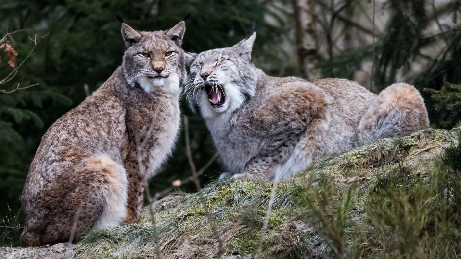 Рысь (Lynx Lynx) в дикой природе