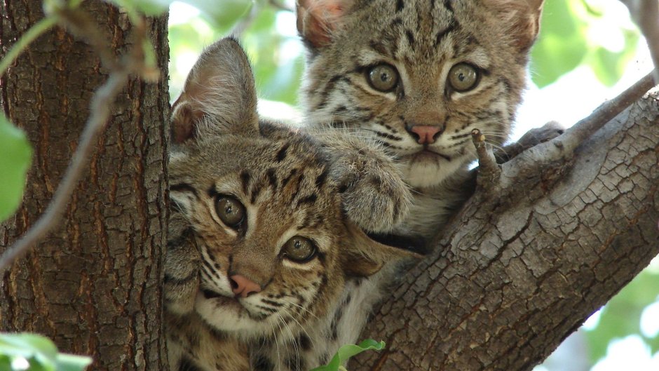 Lynx Оцелот