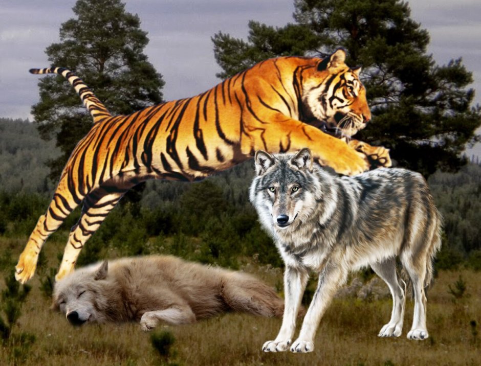 Большие кошки