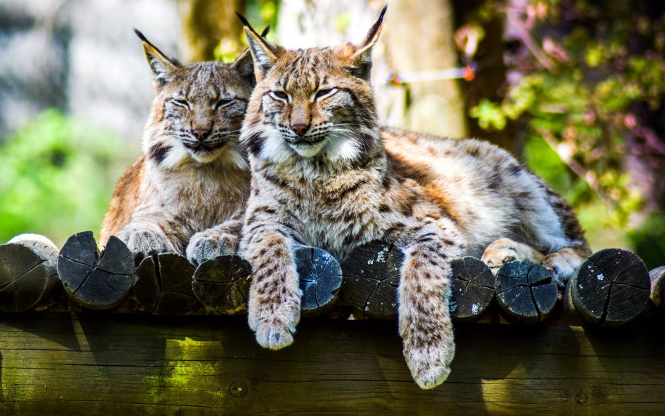 Кошка Рысь