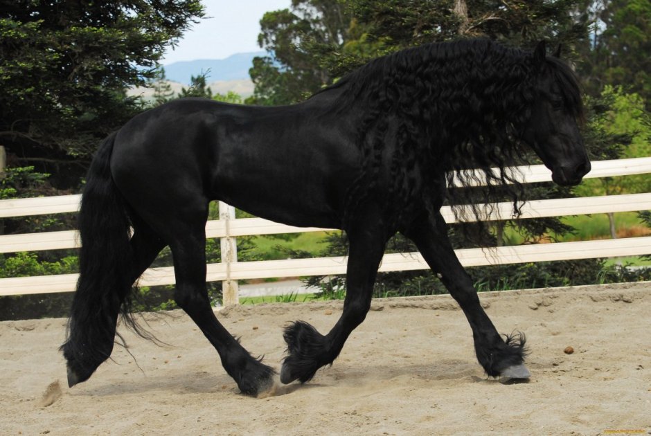 Pinto Roan Horse