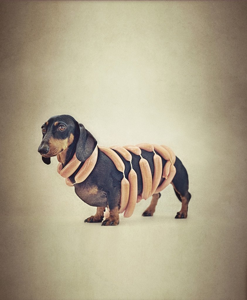 Такса черная