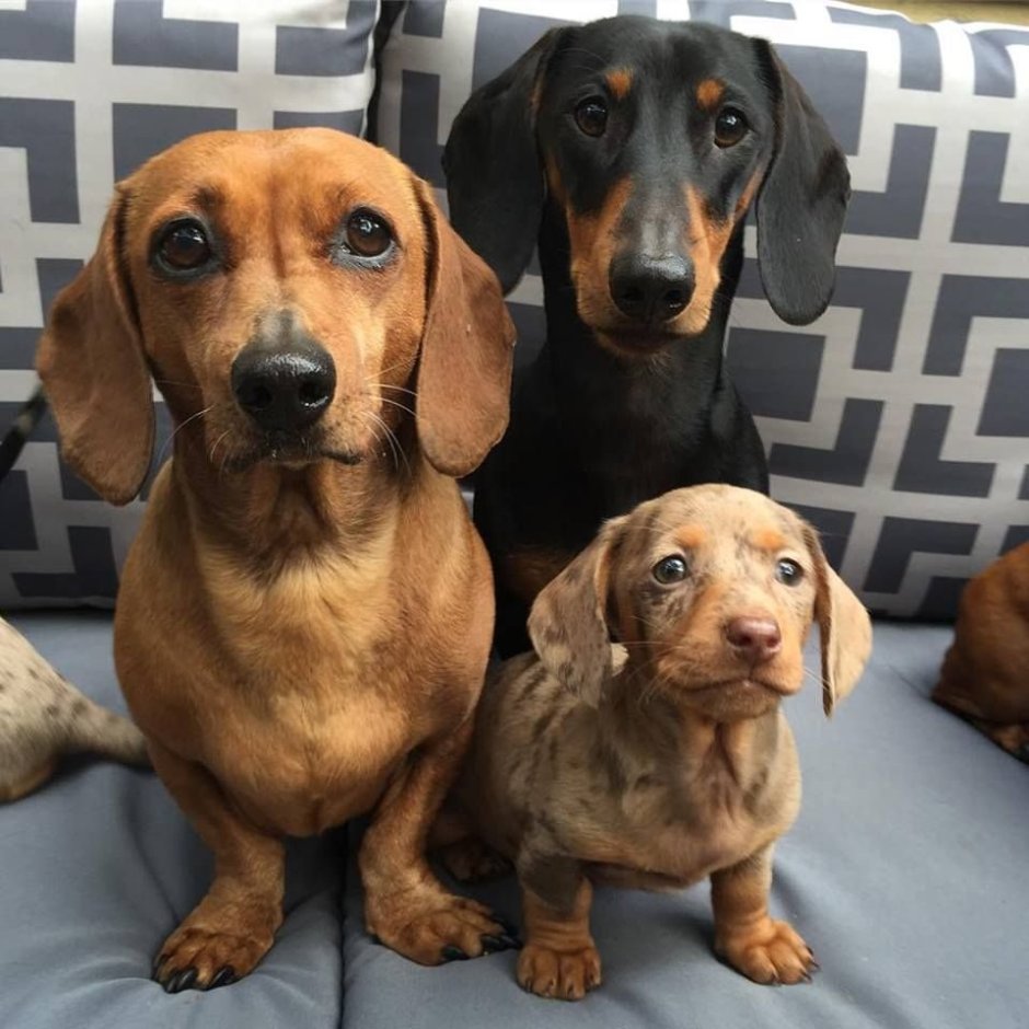 Такса порода собак