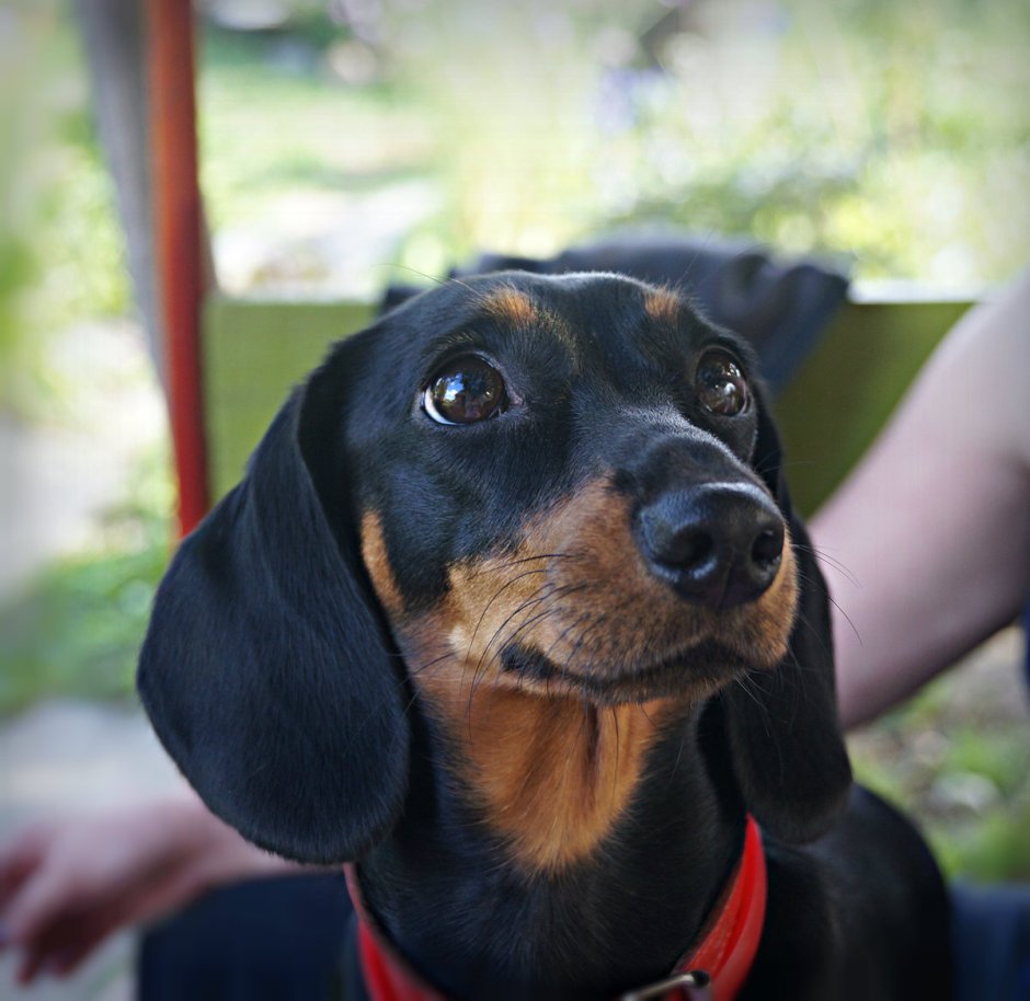 Прикольные таксы