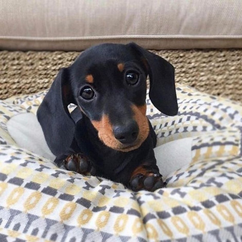 Карликовый таксенок