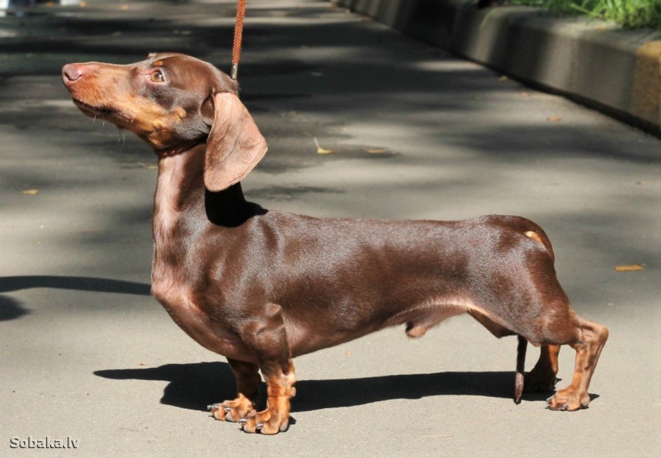 Такса сторожевая