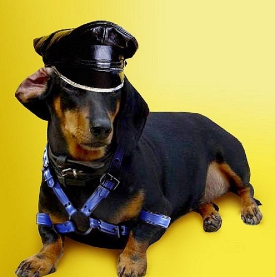 Такса с пивом