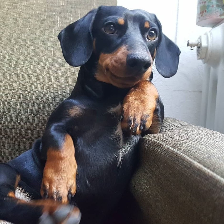 Такса карликовая гладкошерстная