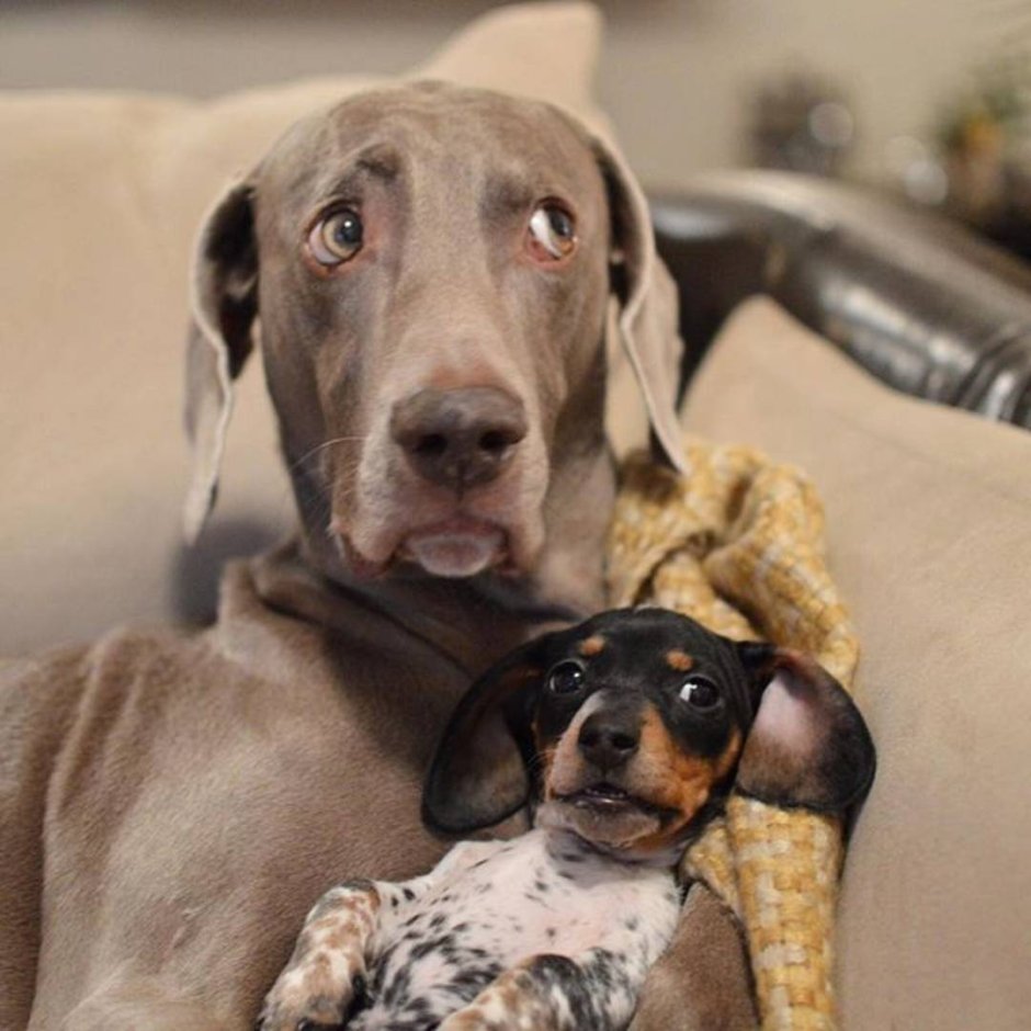 Две Веймаранер Харлоу