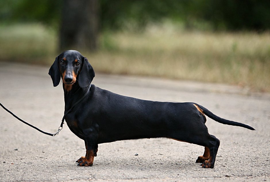 Такса пайболд