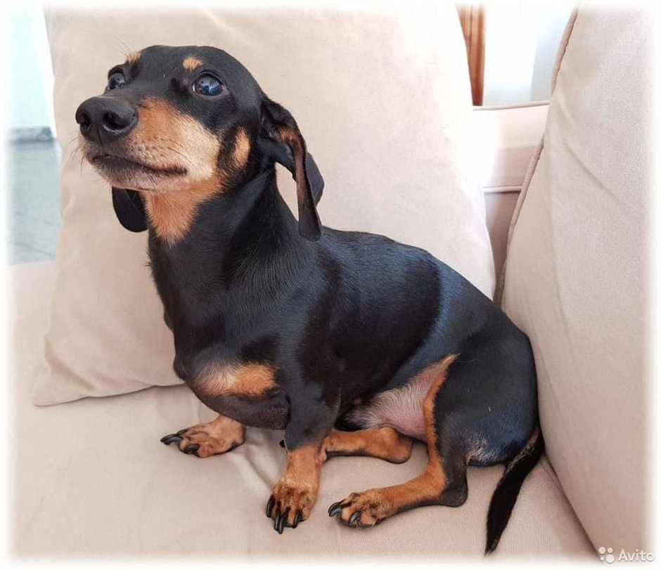 Пятнистая такса