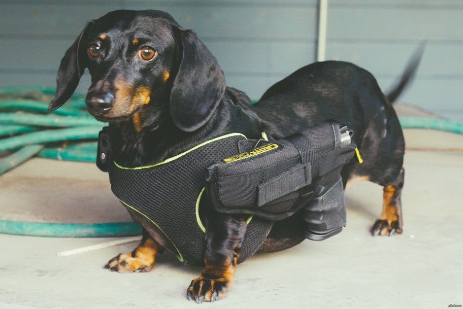 Такса карликовая гладкошерстная взрослая