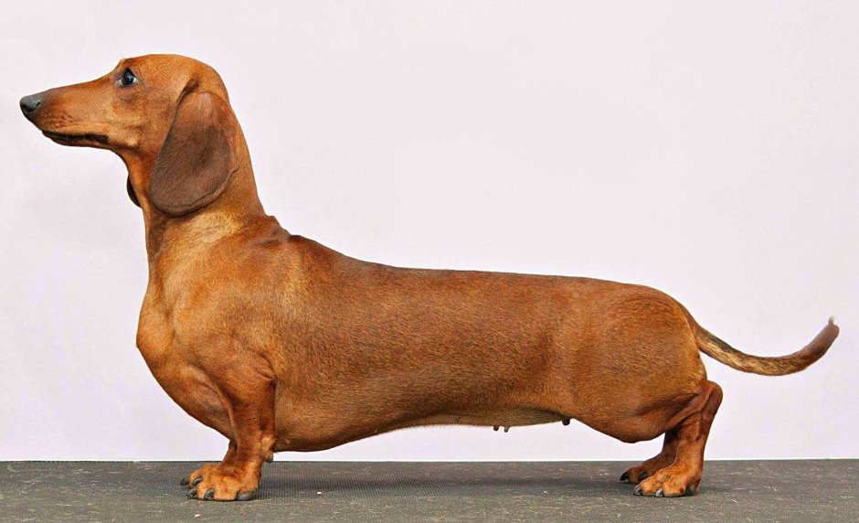 Кроличья такса коричневая