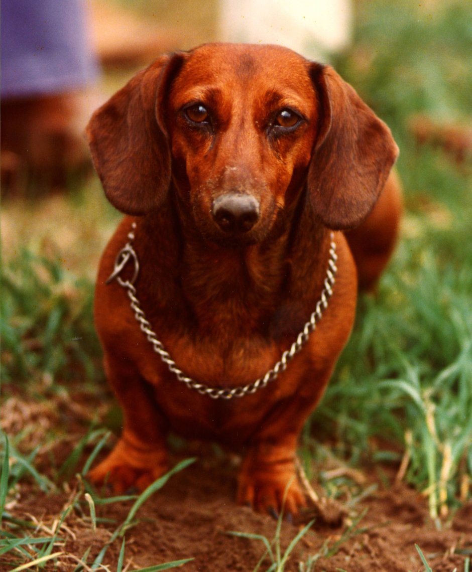 Такса Эстетика