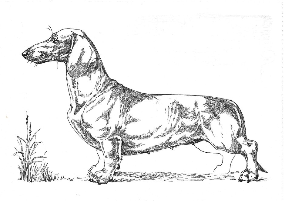 Американская такса