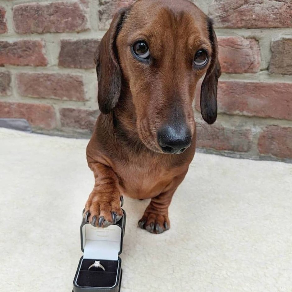 Такса в костюме рэпера