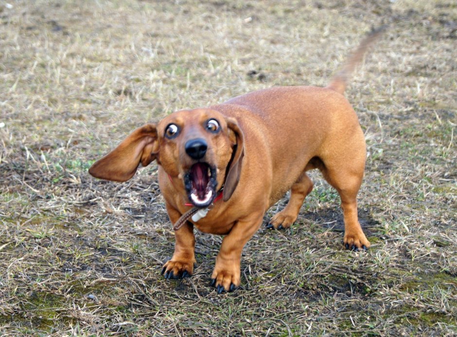 Такса порода собак