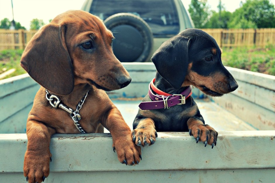 Карликовая кроличья такса