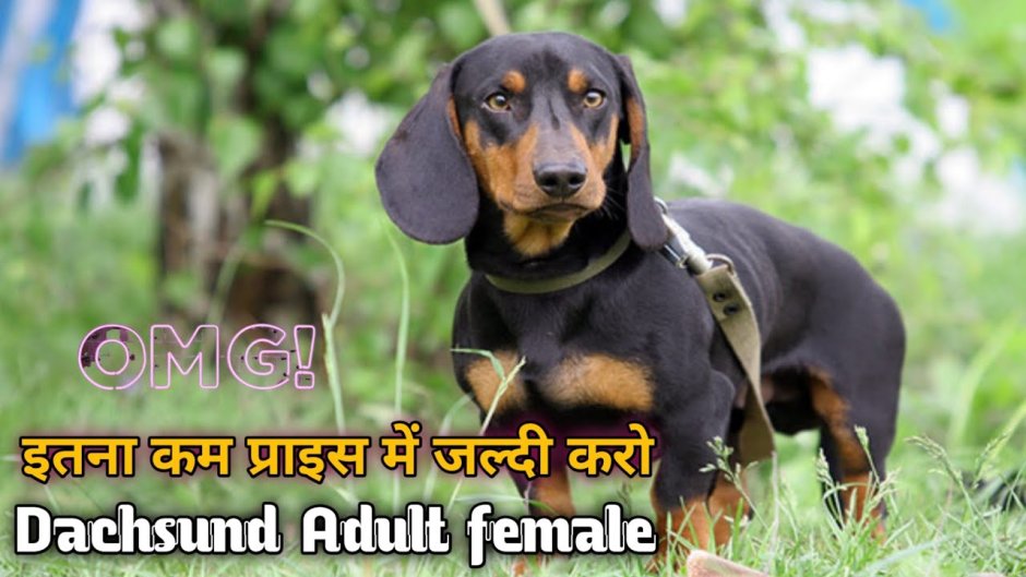 Стандарты таксы гладкошерстной