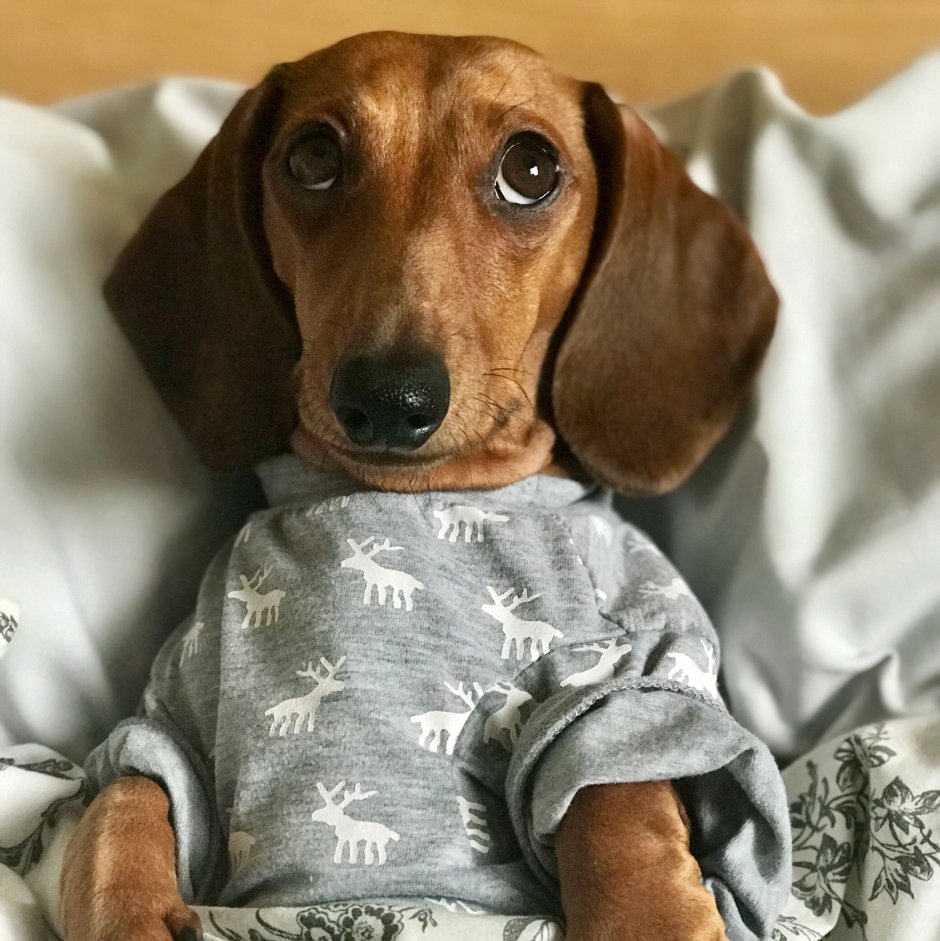 Такса мраморная гладкошерстная