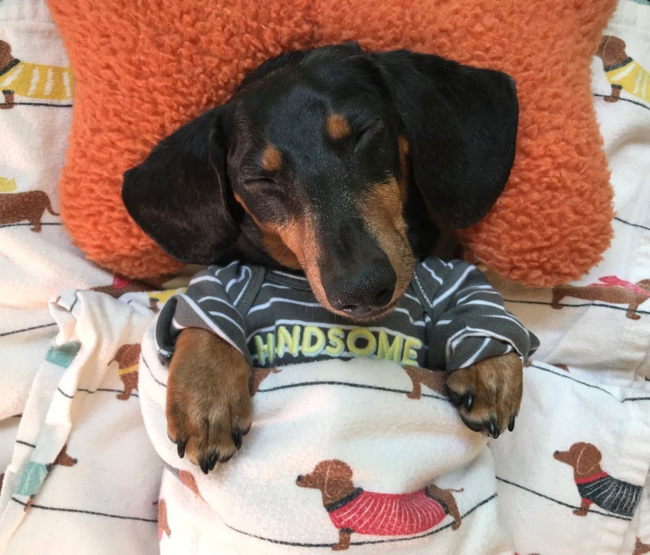 Кремовая такса