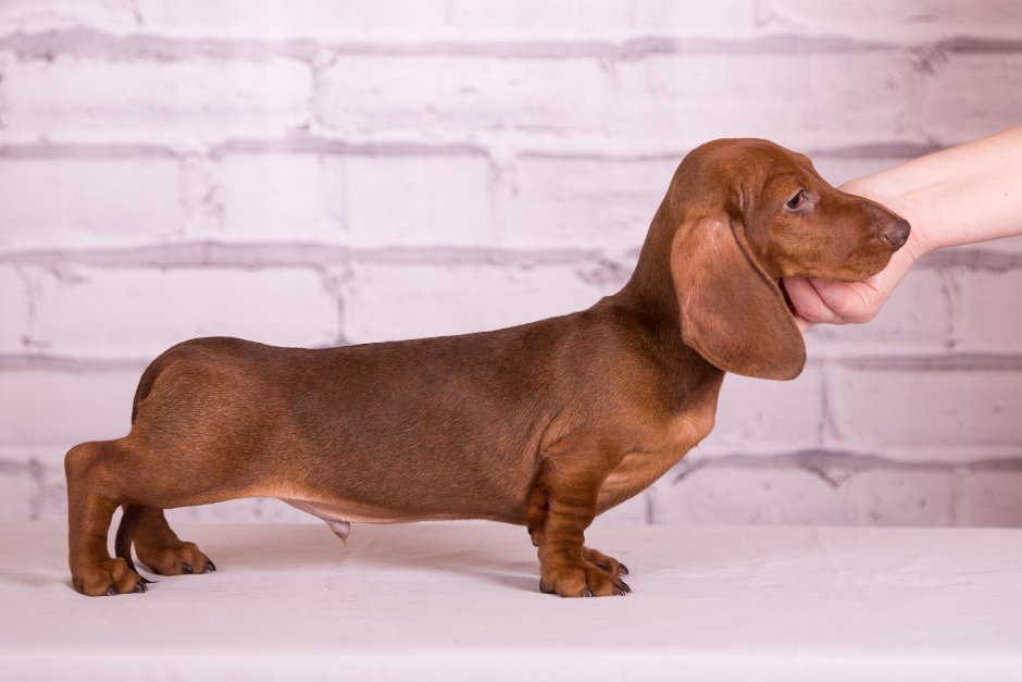 Такса агути