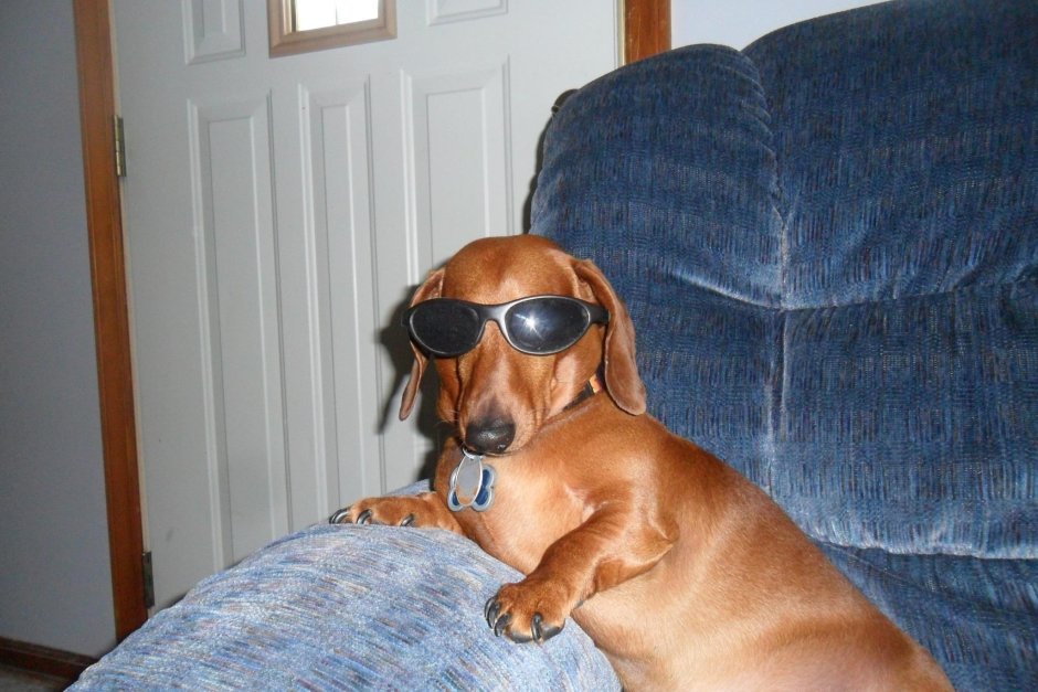 Такса порода собак