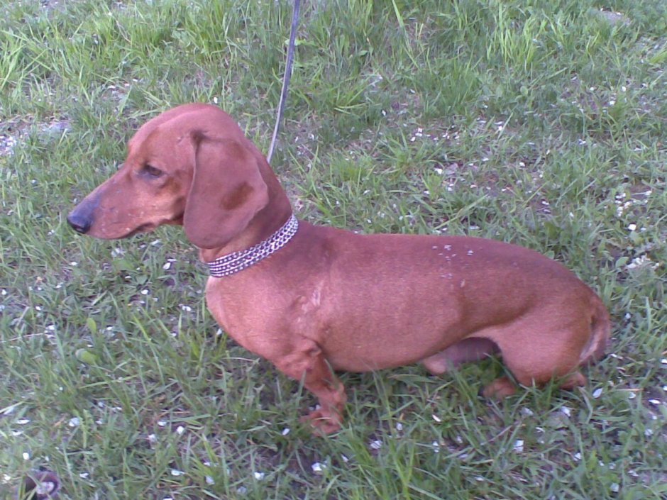 Таксу ужалила пчела