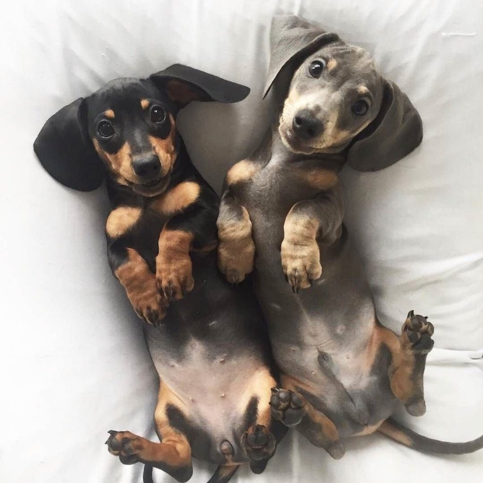 Порода собак такса фото