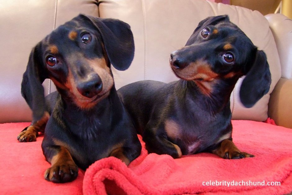 Королевская такса гладкошерстная