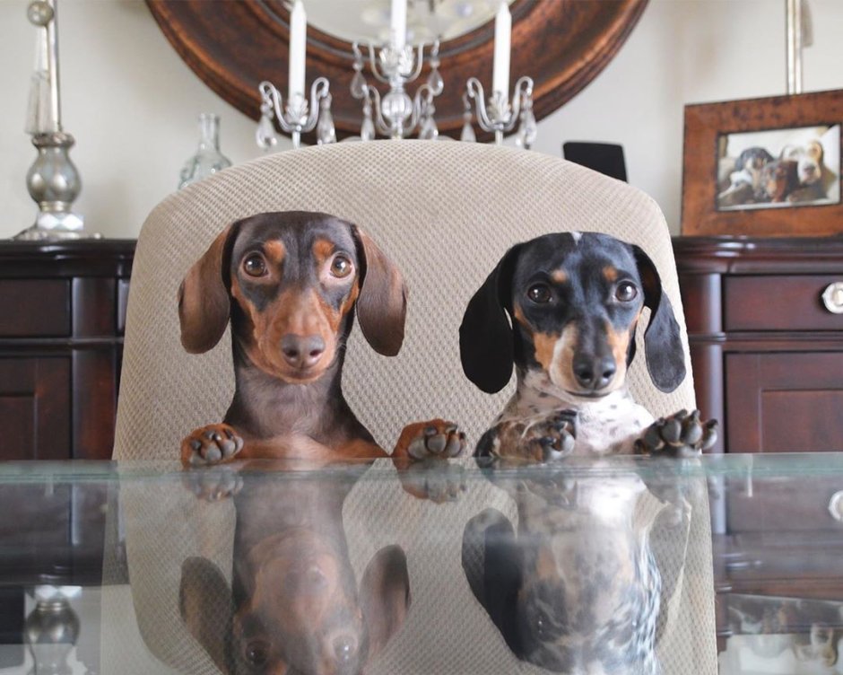 Крутая такса