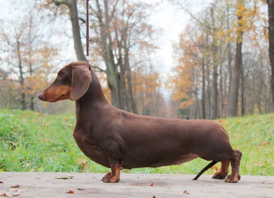 Калифорнийская такса