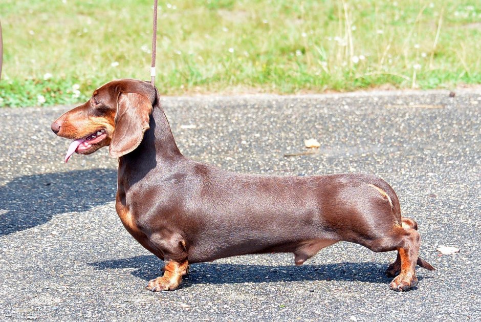 Доберман в худи