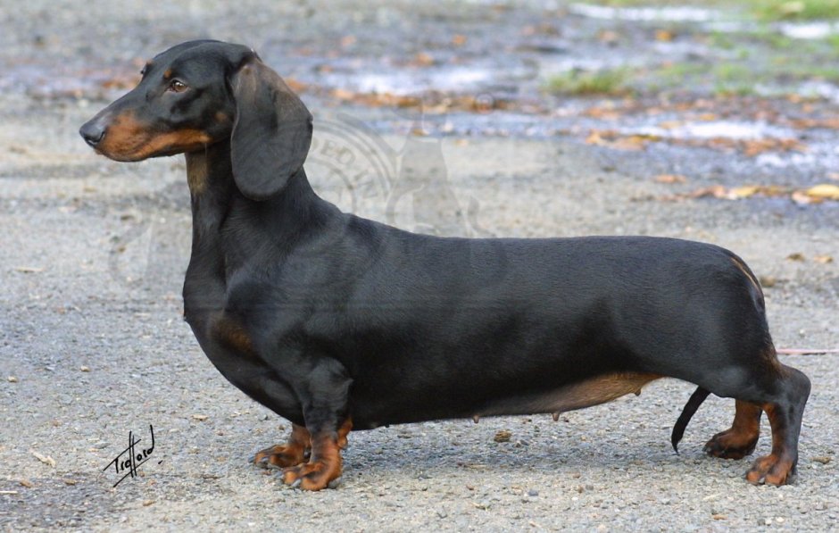 Такса Аристократ