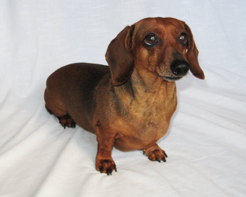 Добрая такса