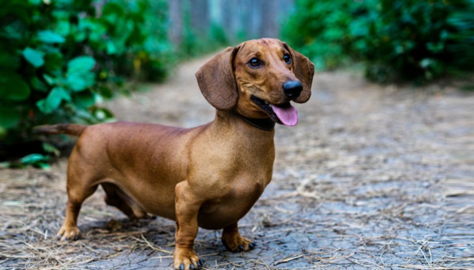 Британская такса