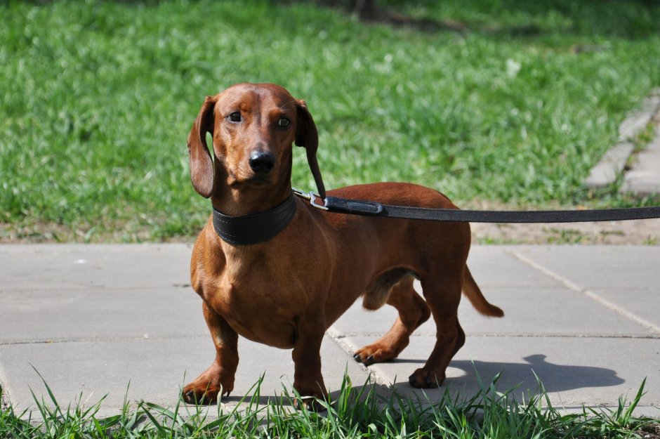 Охотничья такса Боня